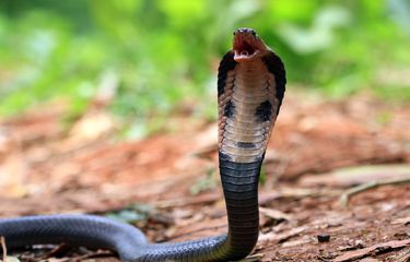 Yopiq jinsiy aloqa saytlari