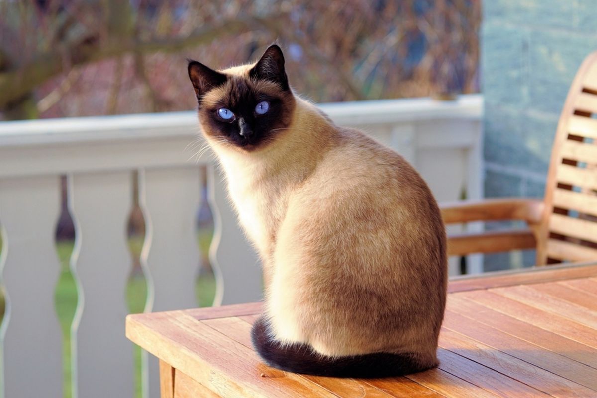 Ilustrasi kucing Siam, ras kucing yang mudah dilatih.