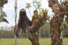 Bagaimana Bulu Kungkang Bisa Menyelamatkan Hidup Manusia?