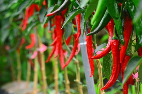 5 Tanaman Buah dan Sayur yang Dapat Ditanam di Pot