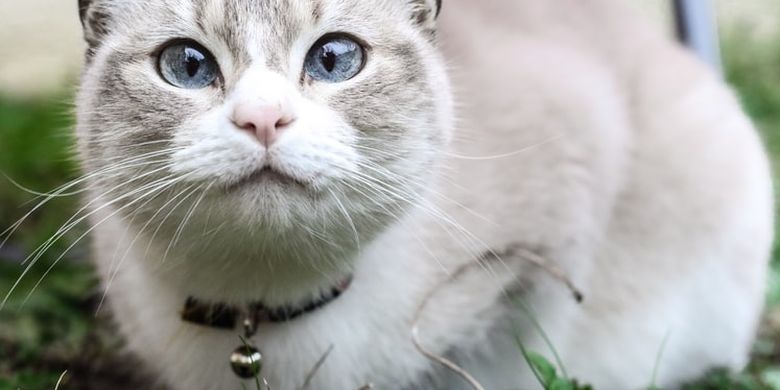 Penyebab Dan Cara Mendiagnosis Kurap Pada Kucing Halaman All Kompas Com