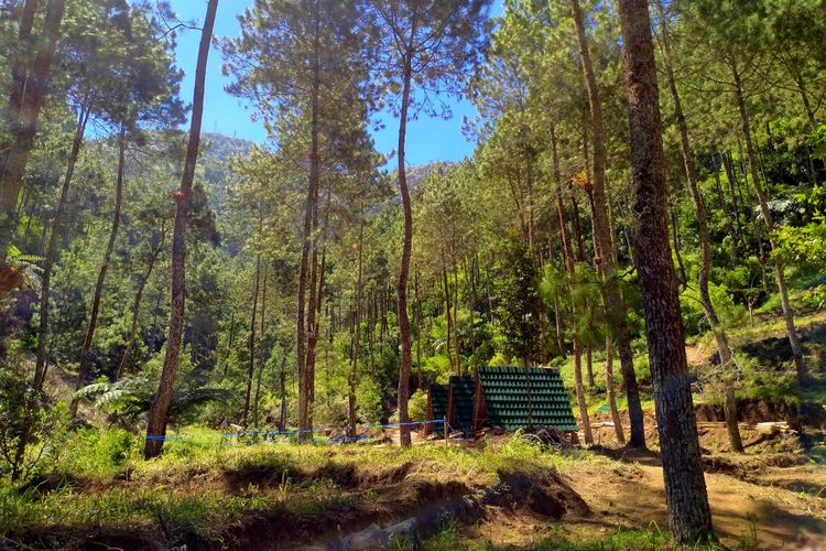Telomoyo Nature Park yang sedang dibangun di hutan pinus Gunung Telomoyo.