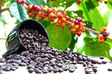 Mengapa Indonesia Masih Impor Kopi, padahal Produsen Besar?