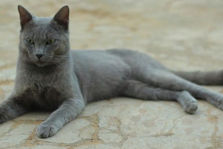 Kucing Busok. Kucing endemik asal Pulau Raas