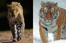 Bedanya Macan dan Harimau