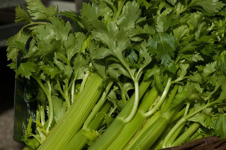 sayuran seledri