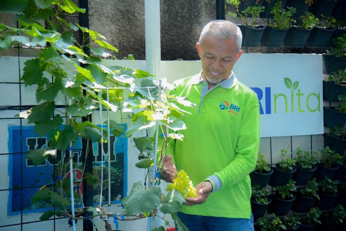 Berkat inisiatif warga yang tergabung dalam Kelompok Tani (Poktan) Dahlia 07 serta dukungan program BRI Bertani di Kota (BRINita) dari BRI, lahan terbengkalai di sekitar area RW 07, Cempaka Putih Barat, Jakarta, jadi lebih produktif dan indah. 