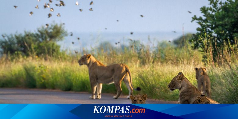 6 Fakta Singa Afrika, Hewan Buas yang Rentan Punah - Vimarsana News
