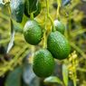 Tanaman Herbal yang Mampu Menurunkan Kolesterol Tinggi
