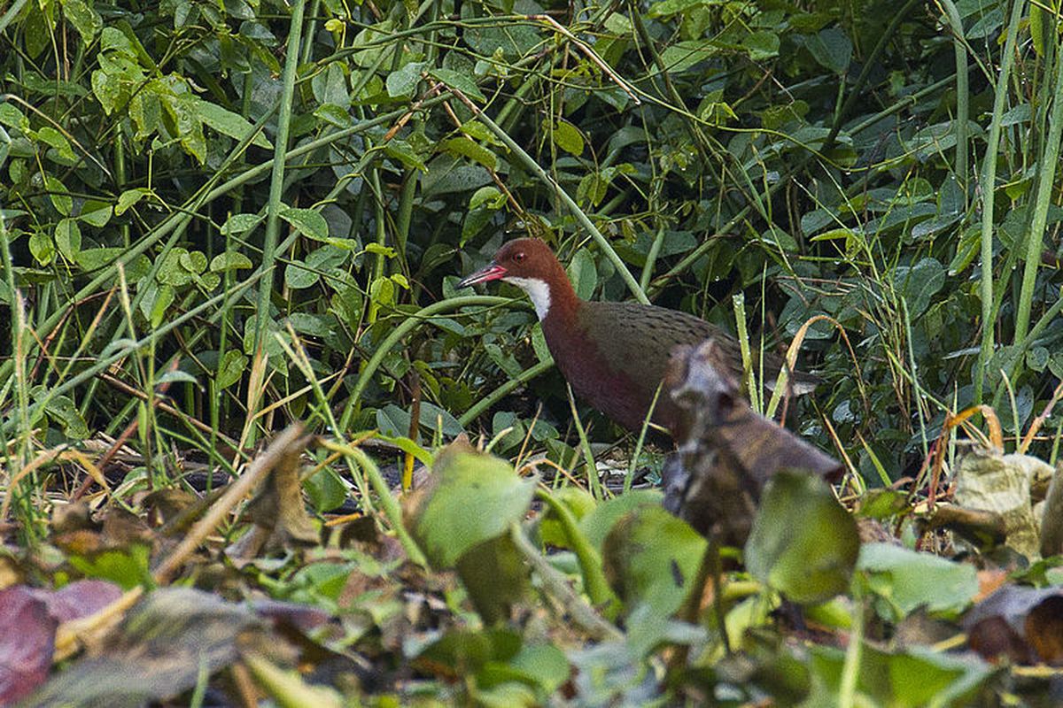 Burung Rallidae berleher putih di Madagaskar