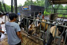 Dari Kandang ke Produk Olahan, Peternak Sapi Perah Malang Naik Kelas bersama BRI Peduli