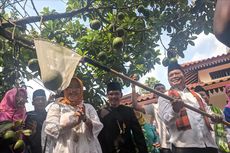 Kampung Cipedak Jagakarsa Dinobatkan Jadi Kampung Alpukat
