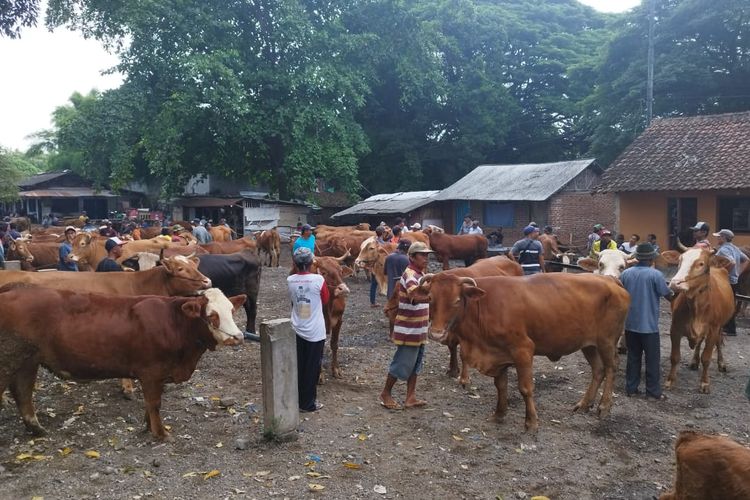 Suasana di Pasar Hewan Kecamatan Rogojampi yang lebih sepi pembeli daripada sebelum PMK mewabah, Kamis, (9/1/2024)