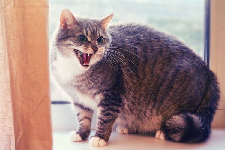 ilustrasi kucing agresif akibat terkena rabies.