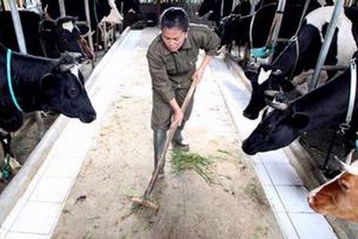 Peternakan sapi di Pangalengan, Bandung