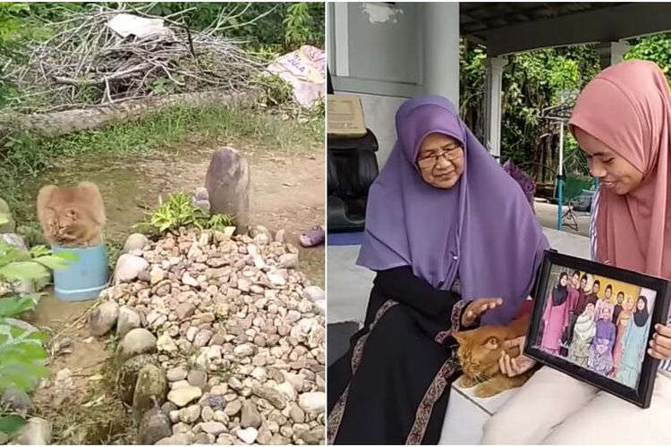 Seekor kucing peliharaan di Malaysia kerap mengunjungi makam pemiliknya yang sudah meninggal 5 tahun lalu. Tiga tahun lalu, seekor kucing jantan bernama Nana itu pernah viral di media sosial Negeri Jiran setelah terlihat berjalan sendiri dan mengunjungi makam pemilik sebelumnya, Ab Aziz Ismail di Pemakaman Islam Kampung Paloh.