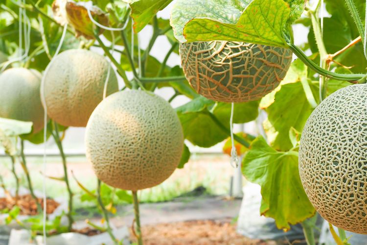 Ilustrasi pohon melon, menanam melon, cara menanam melon.