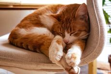 Berapa Lama Waktu Tidur yang Normal Bagi Kucing?
