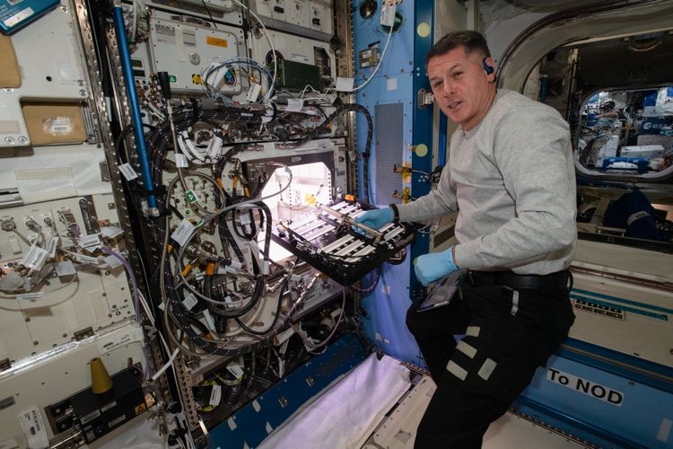 Astronot NASA Shane Kimbrough memasukkan perangkat ke dalam Advanced Plant Habitat (APH), berisi 48 Hatch benih cabai rawit NASA mulai tumbuh pada 12 Juli 2021 sebagai bagian dari percobaan Plant Habitat-04 di Stasiun Luar Angkasa Internasional (ISS).