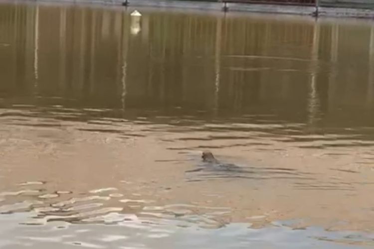 Buaya berkeliaran saat banjir di Sangatta, Balikpapan, Kaltim, Sabtu (19/3/2022)