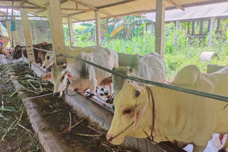 Sejumlah hewan Kurban yang sudah tiba di Batam. Sapi-sapi ini dinyatakan sehat dan tidak terjangkit kasus PMK
