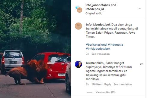 Mobil Ditabrak Singa di Taman Safari, Korban Enggan Berdamai dengan Singa