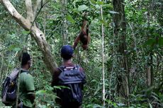 Majelis Hakim Menangkan Gugatan Walhi, Ekosistem Leuser Selamat