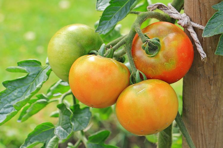 Ilustrasi tomat, tanaman tomat. 