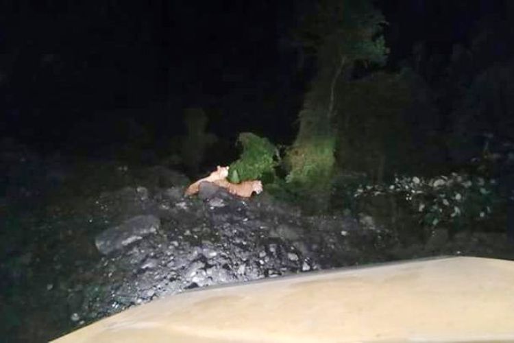 Dua harimau tertangkap kamera petugas BKSDA.