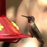 Bukti Evolusi: Burung Kolibri Mengubah Paruhnya Karena Diberi Makan 