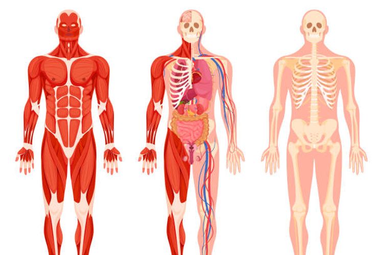 Pengertian dan jenis-jenis anatomi.