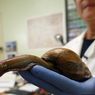 Siput Afrika Raksasa Ditemukan di Florida, Pemerintah Langsung Karantina Wilayah, Khawatir Sebaran Parasit