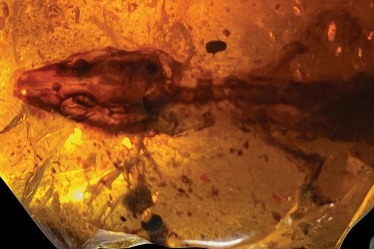 Tangkapan layar jurnal Scientific Reports, Kadal terjebak di batu ambar. Kadal berusia 110 juta tahun terjebak di batu ambar.