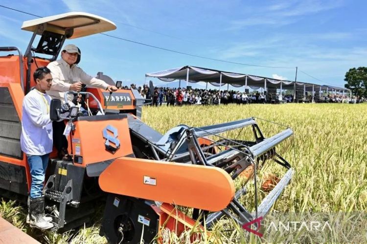 Presiden Prabowo Subianto memanen padi menggunakan combine harvester saat Panen Raya Nasional di Desa Randegan Wetan, Majalengka, Jawa Barat, Senin (7/4/2025). 