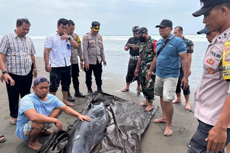 Sempat Dirawat, Paus Sperma Kerdil yang Terdampar di Jembrana Bali Dinyatakan Mati
