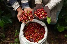 Ikut Kompetisi Kopi Internasional, Apa Untungnya untuk Petani Indonesia? 