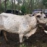 Indonesia Starts Vaccination Program for Cattle to Contain Lumpy Skin Disease