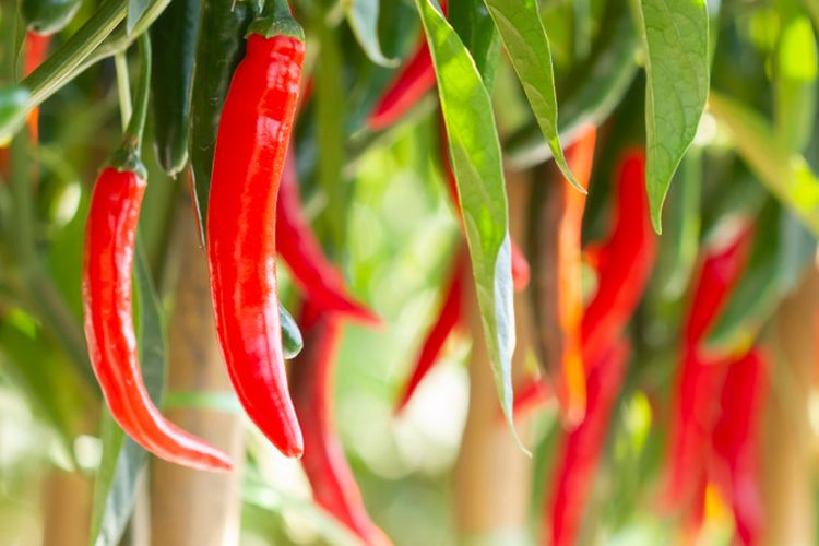 Ilustrasi tanaman cabai.