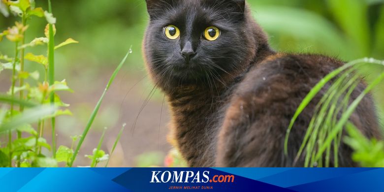 Kenapa Bulu Kucing Hitam Berubah Warna? Ini 4 Penyebabnya