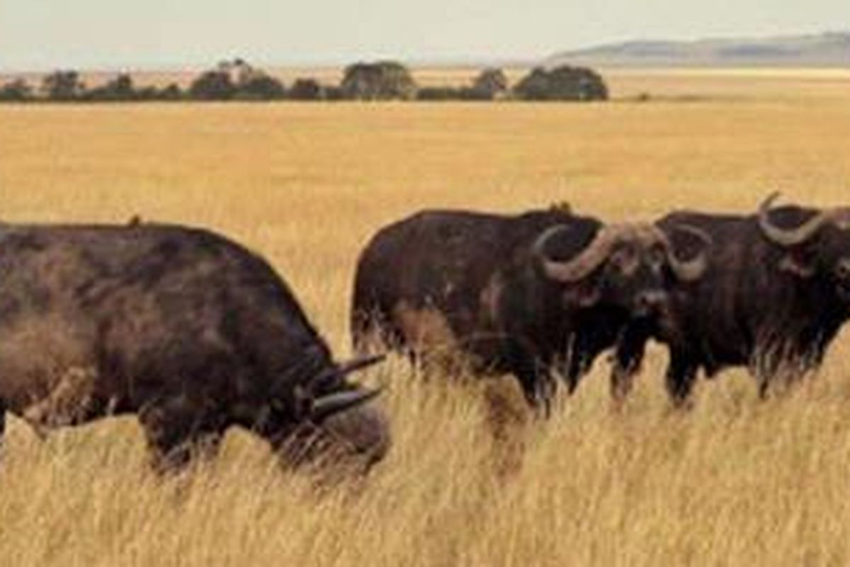 Kekerasan diduga dipicu oleh sengketa lahan dan hak mengembalakan hewan ternak.