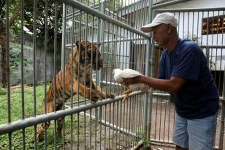 Petugas memberi makan harimau sumatera (Panthera tigris sumatrae) betina bernama Melani berusia 15 tahun yang kini sedang sakit dan dan didiagnosis mengalami gangguan pencernaan di Kebun Binatang Surabaya, Rabu (17/4/2013). Harimau ini kurus dan dalam kondisi kritis.