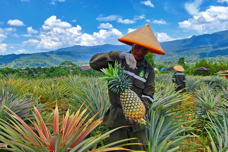 Petani Kelompok Tani Ponda?ta memanen nanas berukuran besar di kebun Ponda?ta, Desa Tabarano, Wasuponda, Luwu Timur, yang dulunya merupakan lahan kritis.
