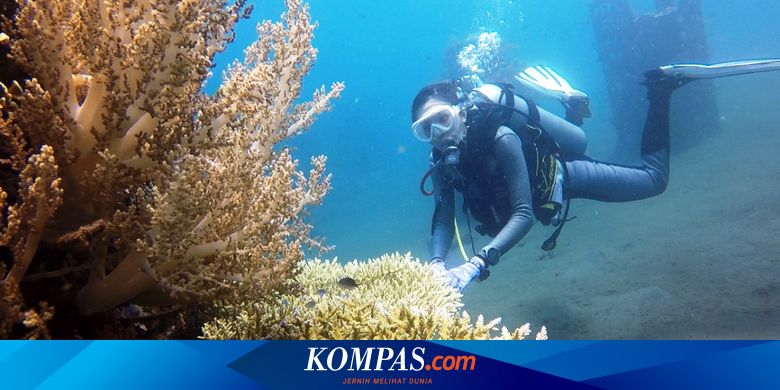 Menyelami Bangsring Underwater, Dulu Rusak karena Bom Ikan, Kini Tawarkan "Surga" Bawah Laut - Vimarsana News