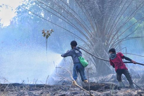 10 Hektar Hutan Suaka Margasatwa di Riau Terbakar, Diduga Dibakar untuk Kebun Sawit
