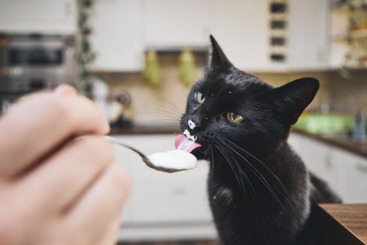 Ilustrasi kucing makan sesendok yoghurt.