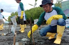 Cegah Abrasi, 5.000 Pohon Mangrove Ditanam di Pesisir Teluk Pangpang Banyuwangi