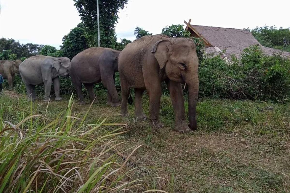 10 Gajah di BNWS Padang Lawas Kurus karena Malanutrisi, 4 Ekor Mati 