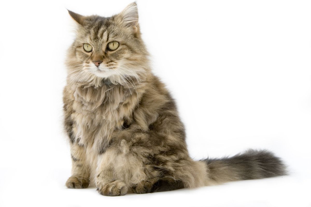 Ilustrasi ras kucing Ragamuffin.