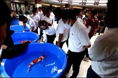 Festival Koi Cirebon, Ajang Ribuan Ikan Koi yang Dinilai Juri Internasional