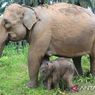 Anak Gajah Betina Lahir Selamat di Wilayah Konservasi Aceh